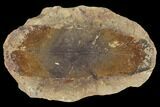 Fossil Neuropteris Seed Fern (Pos/Neg) - Mazon Creek #92270-2